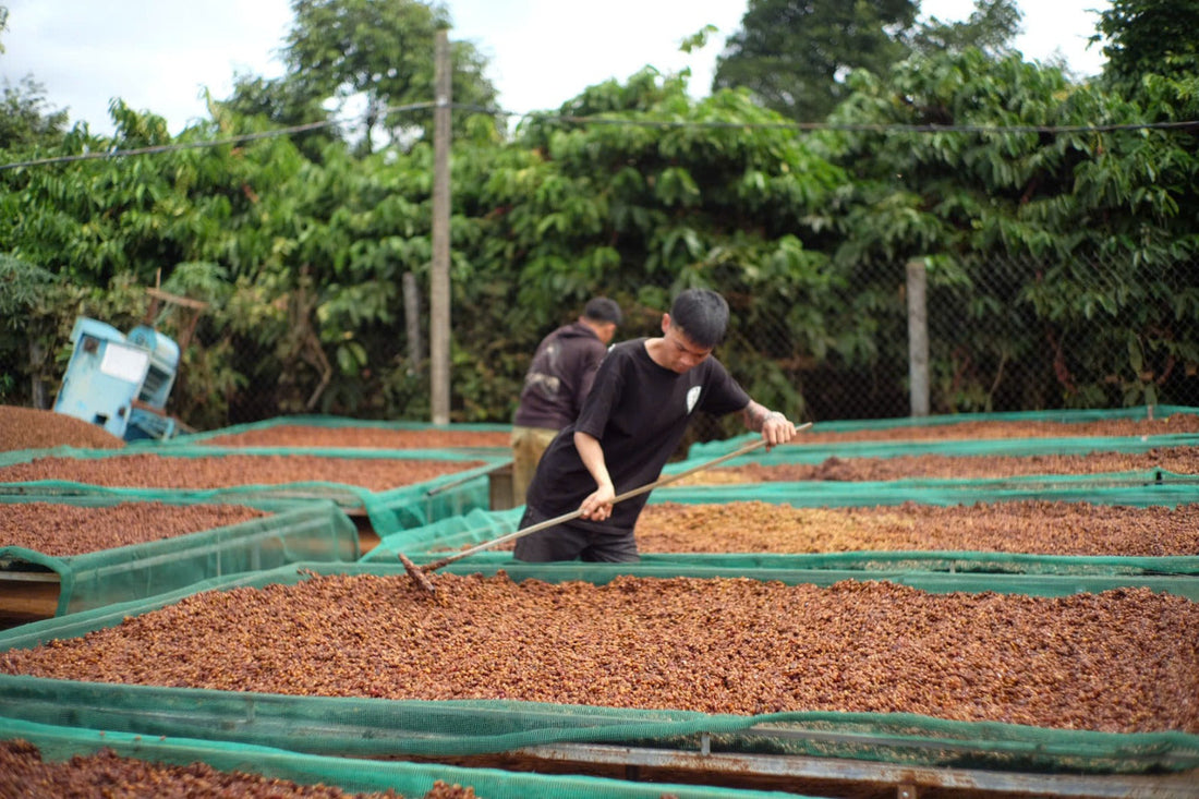 Great Cherry – Our Partner in Bringing the Best of Vietnamese Coffee to Melbourne